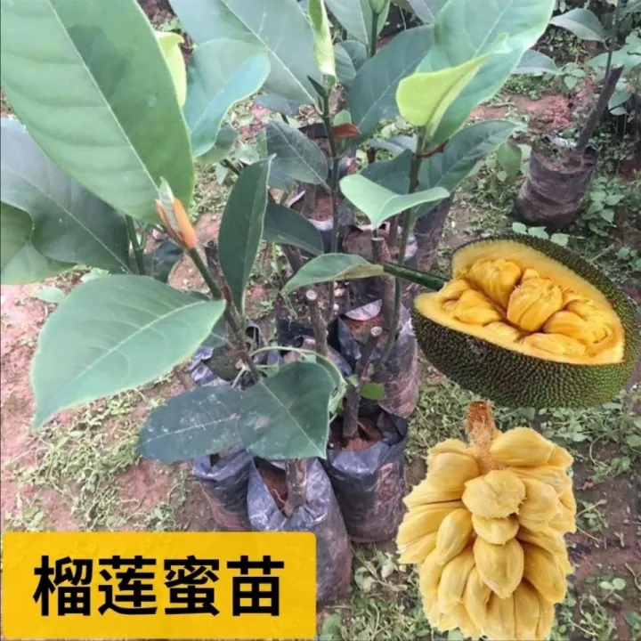 Durian Fruit Honey Jackfruit Seedling Grafting Fruit Guarantee