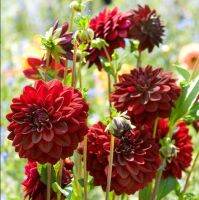 1 หัว/ออเดอร์ รักเร่ Dahlia Bulb สายพันธุ์ VELVET NIGHT หัวรักเร่ ดอกไม้ หัวหน่อ เหง้า นำเข้า เนเธอร์แลน หัวสด