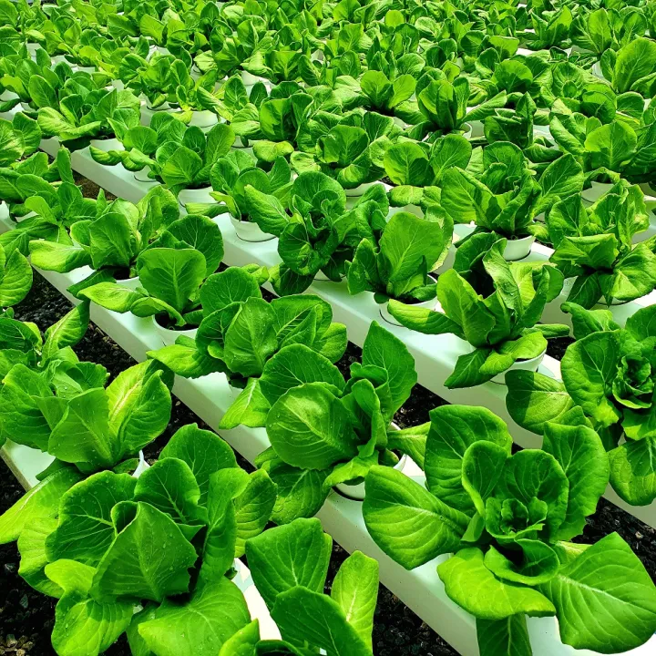 Rex Butterhead Lettuce RZ 1000 seeds Rijk Zwaan Seeds by Greengold