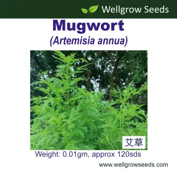 Sweet Annie Artemisia Annua Seeds - Qing-hao