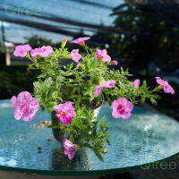 ต้นพิทูเนียแคระจัดชุด 5 กระถางหลากสี Calibrachoa Petunia 1 กล่องมี 5 กระถางสุ่มสีครับ