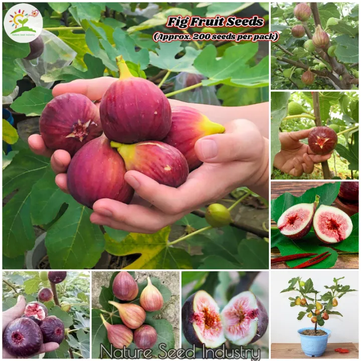 100pcs figs Seeds Edible Fruit Bonsai Tree Seed rare red figs