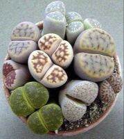 50 เมล็ดพันธุ์ เมล็ด ซักคิวเลนต์ หรือ ไม้อวบน้ำ กระบองเพชร ไลทอปส์ (Lithops) Succulent seeds อัตราการงอก 80-85%