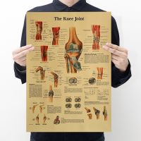 【H182】 The New Human Body Interpretation Picture-Knee Joints Vintage Kraft Paper Series Bar Cafe Decorative Painting