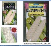 เมล็ดพันธุ์ข้าวโพดหวานนมสดสีขาวทานดิบ Hokkaido Pure white SP ซองแท้ นำเข้าจากญี่ปุ่น เลือกได้ แบบซองเล็ก 200 เมล็ด และแบบซองใหญ่ 2000 เมล็ด