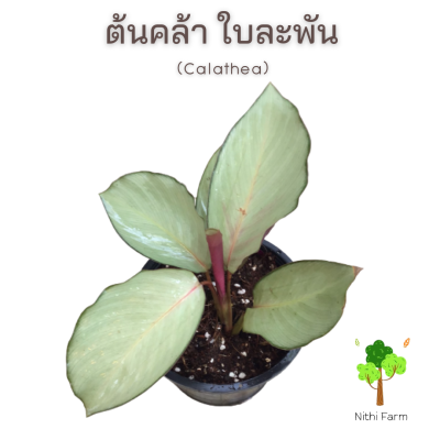 ต้นคล้าใบละพัน(Catathea) ต้นไม้สิริมงคล เสริมดวง ต้นไม้ร่ม ฟอกอากาศได้ดี