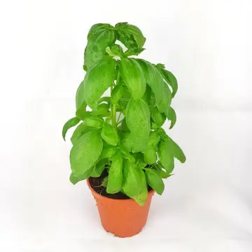 Thai Basil Plant Best Price in Singapore Mar 2024 Lazada.sg