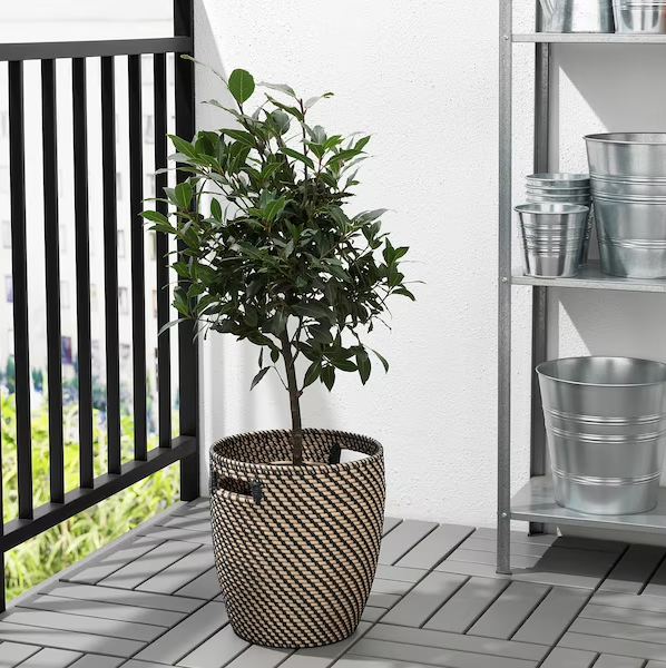 plant-pot-in-outdoor-dark-grey-beige