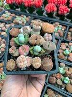 16 ต้น / ต่อชุด ไลทอป (Lithops) ก้อนหินมีชีวิต จัดส่งกระถาง 4 นิ้ว คละสี สวยงาม เลี้ยงง่าย กำลังเป็นที่นิยมมาก เป็นพืชในกลุ่ม ไม้อวบน้ำ ภาพถ่ายจากต้นไม้จริง เป็นภาพถ่ายจากทางร้าน จัดส่งสินค้าตามภาพถ่าย รับประกันสินค้าสวยเหมือนในรูป สินค้านำเข้าทุกต้น