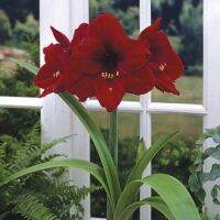 ว่านสี่ทิศฮอลแลนด์ Amaryllis Royal Velvet สินค้านำเข้า แช่เย็นแล้ว หัวขนาดใหญ่