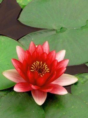 100 เมล็ด เมล็ดบัว ดอกสีแดง เข้ม ดอกเล็ก พันธุ์แคระ จิ๋ว  ของแท้ 100% เมล็ดพันธุ์บัวดอกบัว ปลูกบัว เม็ดบัว สวนบัว บัวอ่าง Lotus Waterlily seed
