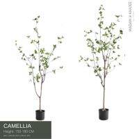 Premium CamelliaTree - Height 150-180cm ต้นคาเมลเลียรุ่นใบบาง ความสูง150-180ซม.ต้นไม้ปลอมเกรดพรีเมี่ยมเพื่อการตกแต่ง ต้นไม้ประดิษฐ์ตกแต่งบ้าน คอนโด