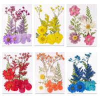 【cw】 Dried Flowers Material Making Scented Candle Jewelry Crafts Accessories