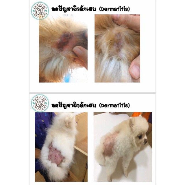 doganic-ครีมบำรุงผิว-จากสมุนไพรธรรมชาติสำหรับสัตว์เลี้ยง-doganic-dog-cat-premium-pet-cream-30gm