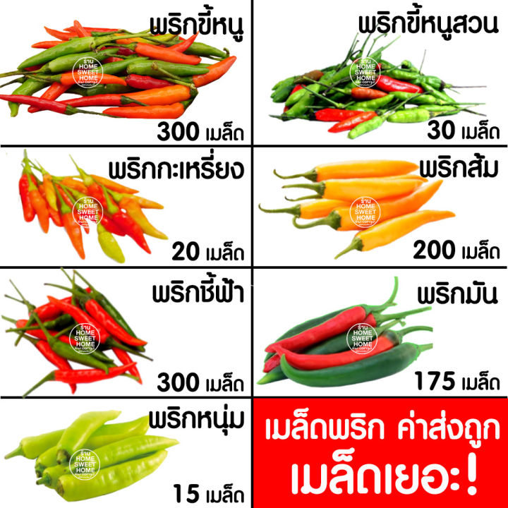 ค่าส่งถูก-พริก-เมล็ดพริก-พริกมัน-175-เมล็ด-เมล็ดพันธุ์-ผักสวนครัว-พริกขี้หนู-พริกขี้หนูสวน-พริกชี้ฟ้า-ปลูกง่าย-งอกดี-โตไว