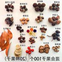 [COD] fruit acorn pine cone kindergarten environmental creation package shooting props handmade diy a variety of shells