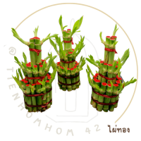 LUCKY BAMBOO  ไผ่กวนอิมทอง ไม้มงคล ต้นไม้เลี่ยงง่าย ไผ่กวนอิม ขนาด 12 cm เหมา 9 แถม 1