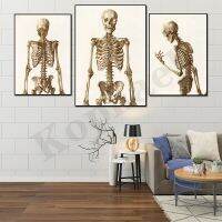 Human Skeleton Skull Medical Anatomy-รายละเอียดโรงพยาบาลและ Doctor Office Wall Decor Art โปสเตอร์-เหมาะสำหรับนักศึกษาทางการแพทย์และมืออาชีพ