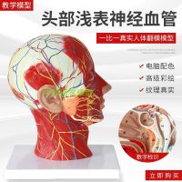 Model of the human skull with neuromuscular vessels beauty facial nerve micro plastic head medical anatomy