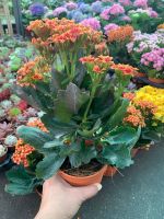 ต้นกุหลาบหิน [สีส้ม]  Kalanchoe blossfeldiana เป็นไม้อวบน้ำ ดอกสีสวยสะดุดตา กระถาง 5 นิ้ว ไม้ประดับสวยงาม ต้นไม้นำเข้า มาจากมาดากัสกาแอฟริกาและแถบเอเชีย ไม้พุ่มอวบน้ำ ไม้ประดับ กระถาง ไม้มงคล แคคตัส ไม้อวบน้ำ กระบองเพชร ต้นไม้จริง