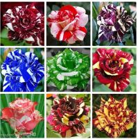 30 เมล็ด เมล็ดพันธุ์ กุหลาบ Dragon Rose Seed สี ขาว-เขียว ดอกใหญ่ นำเข้าจากต่างประเทศ พร้อมคู่มือ เมล็ดสด