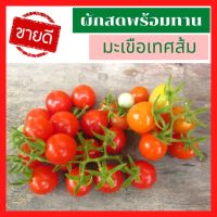 ?ส่งเร็ว มะเขือเทศส้มสด ผักสด ผลไม้สด Tomato มะเขือเทศดอยคำ มะเขือเทศราชินี มะเขือเทศเชอรี่ มะเขือเทศสด สด สะอสด รับประกันคุณภาพ