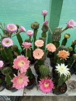 อิชินอปซิส &amp; โลบิเวีย Echinopsis &amp; Lobivia แคคตัส กระบองเพชร cactus ไม้เมล็ด คละสีที่ผสมเกษร ต้นแม่ตามภาพกระถาง 2-3 นิ้ว ส่งทั้งกระถาง 4 นิ้วเคาะดิน