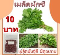 เมล็ดผัก ผักชี (10แถม1) Coriander ผักพื้นบ้าน ผักสวนครัว ราคาถูก 10 บาท