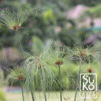 กกอียิปต์ | พาไพรัส (Cyperus papyrus) | 45 - 60 ชม. | ไม้น้ำ | ขายเป็นหน่อ | ไม้ประดับ