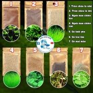 Hạt giống thủy sinh, Cây thủy sinh - Dễ Trồng - Không Co2- Trân Châu