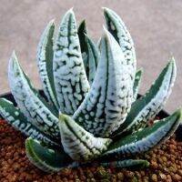 woww (huangdi) Haworthia Pumila Emperor/ ฮาเวอร์เธีย แถว จักรพรรด ไม้อวบน้ำ Succulents (ไลทอป Lithops แคคตัส)6-7cm คุ้มสุดสุด ต้นไม้ ฟอก อากาศ กระถาง ต้นไม้ ไม้ ประดับ ต้นไม้ ปลูก ใน บ้าน