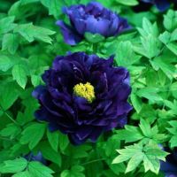 10 เมล็ด เมล็ดโบตั๋น ดอกโบตั๋น ดอกพีโอนี (Peony) สีฟ้า Blue Peony ดอกไม้นี้​เป็นสัญลักษณ์ของความมั่งคั่งร่ำรวย ความซื่อสัตย์ อัตราการงอก 70-80%