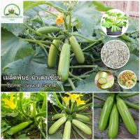 เมล็ดพันธุ์ น้ำเต้าเซียน Bottle Gourd Seeds เมล็ดพันธุ์ผัก ผักออแกนิค พันธุ์ผัก เมล็ดพันธุ์พืช ต้นบอนไซ ผักสวนครัว เมล็ดพันธุ์แท้ 100% ปลูกง่าย ปลูกได้ทั่วไทย (แต่ละแพ็คมี 30 เมล็ด - Seeds for planting)