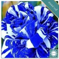 30 เมล็ด เมล็ดพันธุ์ กุหลาบ สตาร์แอนด์สไตร้พส์ Tiger Striped Rose Seeds สี ขาว-น้ำเงิน ดอกใหญ่ นำเข้าจากต่างประเทศ พร้อมคู่มือ เมล็ดสด ใหม่