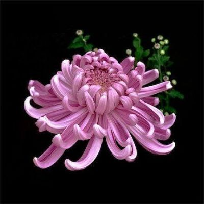100 เมล็ดพันธุ์ เมล็ด ดอกเบญจมาศ หรือ ดอกมัม เป็นดอกไม้แห่งความรื่นเริงและความบริสุทธิ์ใจ Chrysanthemums Seeds อัตราการงอก 80-85%