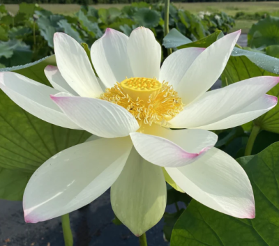 5 เมล็ด บัวนอก บัวนำเข้า บัวสายพันธุ์ Kens Dream Lotus สีขาว สวยงาม ปลูกในสภาพอากาศประเทศไทยได้ ขยายพันธุ์ง่าย เมล็ดสด