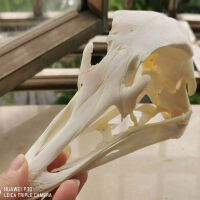 กะโหลกศีรษะนกกระจอกเทศจริง Taxidermy,การศึกษาของสะสมตัวอย่างกะโหลกศีรษะสัตว์