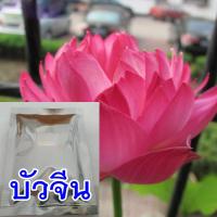 (ซื้อ 4 แถม1)  เมล็ดพันธุ์บัวจีนพร้อมคู่มือการปลูก 10 เม็ด/ซอง