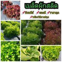 เมล็ดผักสลัด เกรดAAA อัตราการงอกสูง กรีนโอ๊ค Green Oak เรดโอ๊ค กรีนคอส เรดคอส ฟิลเลย์ เรดคอรอล สลัดแก้ว 70-200เมล็ด พร้อมวิธีเพาะเมล็ด