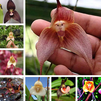 ( PRO+++ ) โปรแน่น.. เมล็ดกล้วยไม้หน้าลิง Monkey  Dracula simia Seeds 10เมล็ดพันธุ์ ของตกแต่งสวน พันธุ์ไม้ดอก ต้นไม้ฟอกอากาศ เมล็ดดอกไม้ ราคาสุดคุ้ม พรรณ ไม้ น้ำ พรรณ ไม้ ทุก ชนิด พรรณ ไม้ น้ำ สวยงาม พรรณ ไม้ มงคล