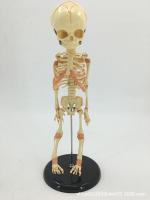 Baby skull bone model human infant children skeleton model of orthopedic spine