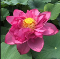 5 เมล็ดพันธุ์ บัว สายพันธุ์ HEAVENS TO BETSY LOTUS สีชมพู เพาะปลูกและเก็บเมล็ดในไทย ขยายพันธุ์ในไทยได้ สายพันธุ์นิยมปลูกที่สุดในโลก