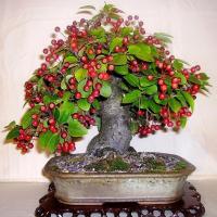 10 เมล็ด เมล็ดเชอร์รี (Cherry) Cherry Bonsai tree Seed    อัตราการงอก 70-80% มีคู่มือปลูก