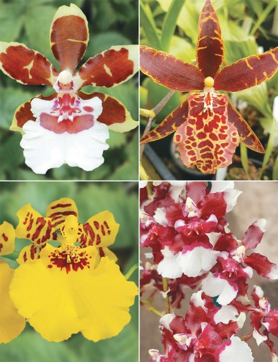 30-เมล็ดพันธุ์-เมล็ดกล้วยไม้-กล้วยไม้ออนซิเดียม-oncidiums-orchids-orchid-flower-seeds-อัตราการงอกสูง-80-85