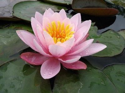 100 เมล็ด เมล็ดบัว สีชมพู นำเข้า บัวนอก สายพันธุ์ของแท้ 100% เมล็ดบัว ดอกบัว ปลูกบัว เม็ดบัว ปลูกในโหลแก้วได้ อัตรางอก 85-90%Lotus Waterlily Nymphaea Seed