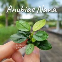 อนูเบียส นานา (เลือกขนาดได้) - ANUBIAS VAR. NANA ต้นไม้น้ำ