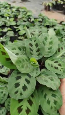 พร้อมส่ง โปรโมชั่น คล้ากระต่ายชมจันทร์ Maranta Leuconeura Kerchoveana ส่งทั่วประเทศ พรรณ ไม้ น้ำ พรรณ ไม้ ทุก ชนิด พรรณ ไม้ น้ำ สวยงาม พรรณ ไม้ มงคล