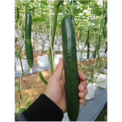 แตงกวาโรเบอร์โต้  Roberto Cucumber Seeds เมล็ดพันธุ์แตงกวาโรเบอร์โต้  แตงกวาญี่ปุ่น ทนร้อนได้ดี ผลสีเขียวเข้ม แตงกวา ผอมยาวทรงสวย บรรจุ 10 เมล็ด 10 บาท