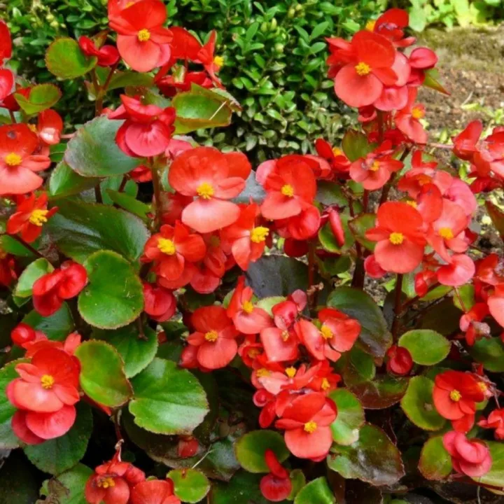 Tanaman Hias Begonia Semperflorens | Lazada Indonesia