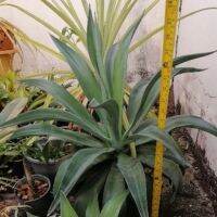 (ขนาดพุ่ม70​ซม.)​ ต้นอากาเว่ ปากนกแก้ว / Agave attenuata / Fox’s l, Lion’s l, Swan’s Neck Agave